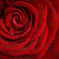 Partnermassage statt roter Rosen am Valentinstag!